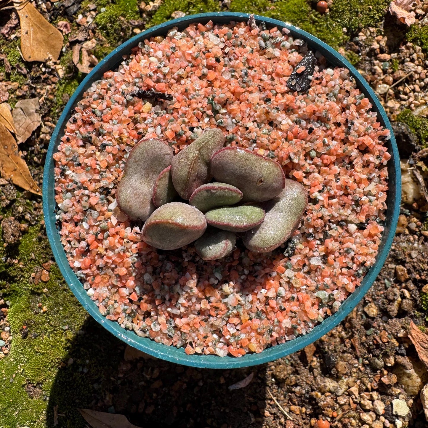 Adromischus marianiae “hallii”,new hybrid ,  smal size, 2inches, Imported Rare Succulent, Bare root, gift