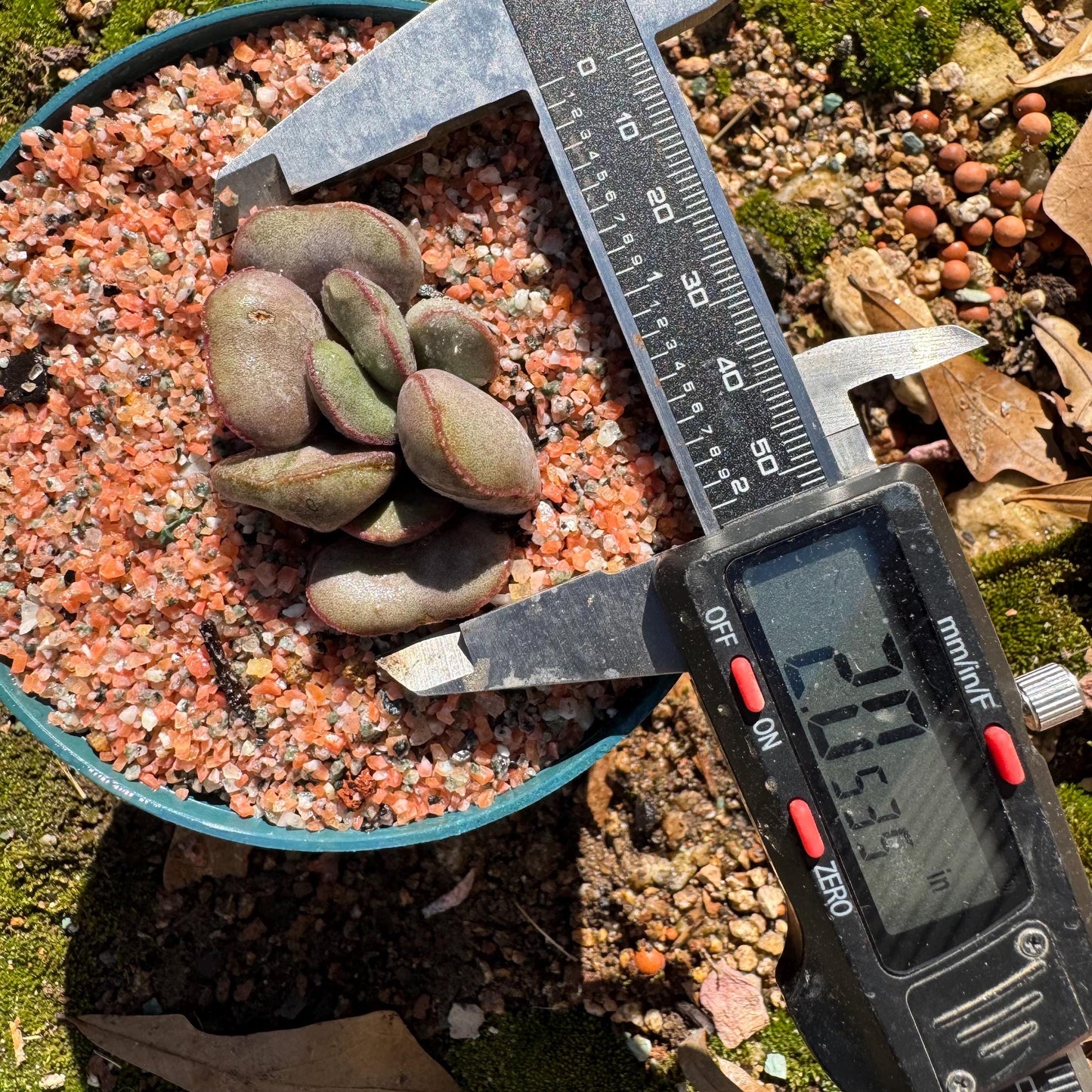 Adromischus marianiae “hallii”,new hybrid ,  smal size, 2inches, Imported Rare Succulent, Bare root, gift