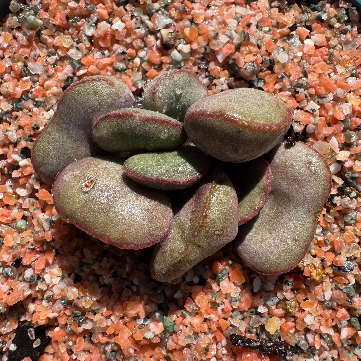 Adromischus marianiae “hallii”,new hybrid ,  smal size, 2inches, Imported Rare Succulent, Bare root, gift