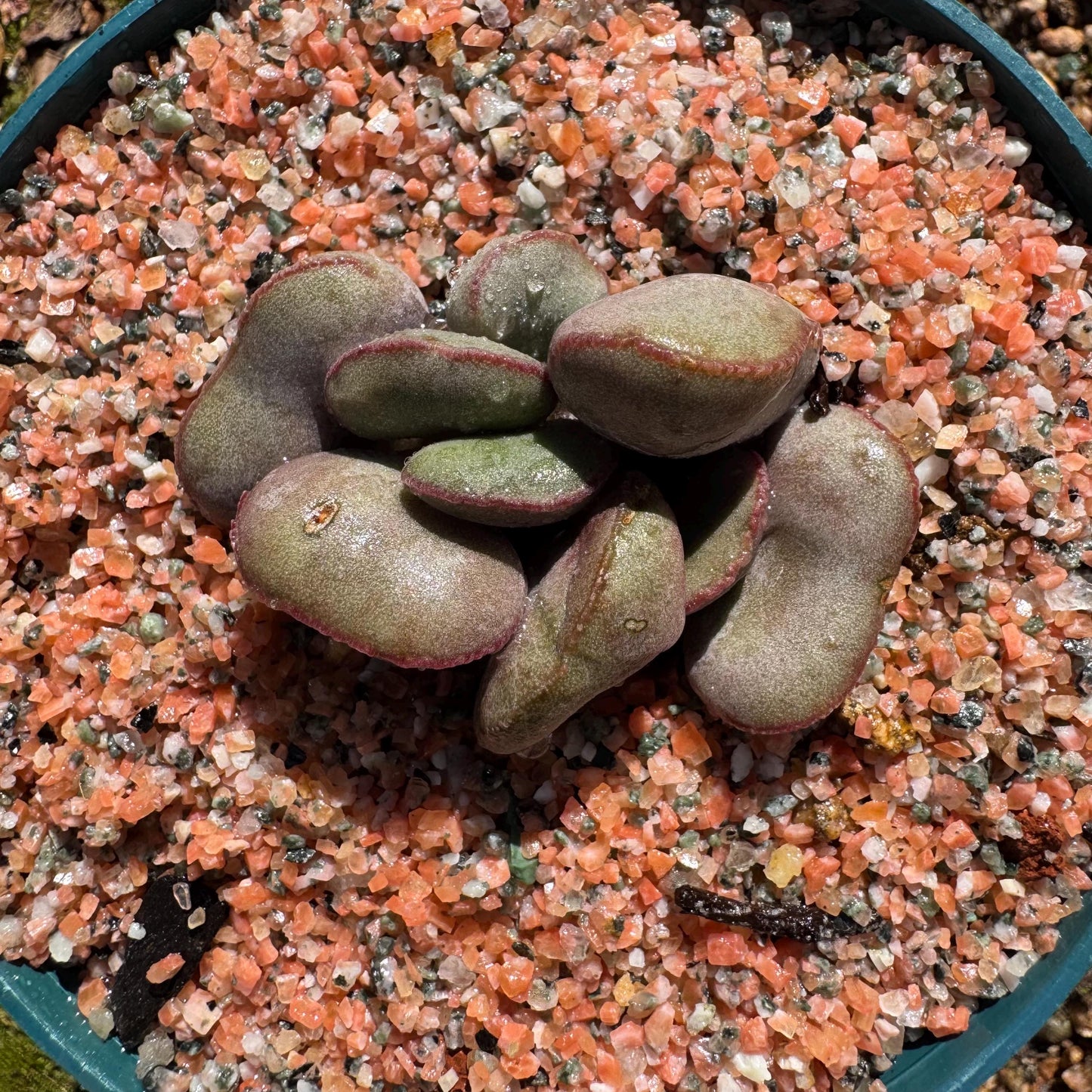 Adromischus marianiae “hallii”,new hybrid ,  smal size, 2inches, Imported Rare Succulent, Bare root, gift