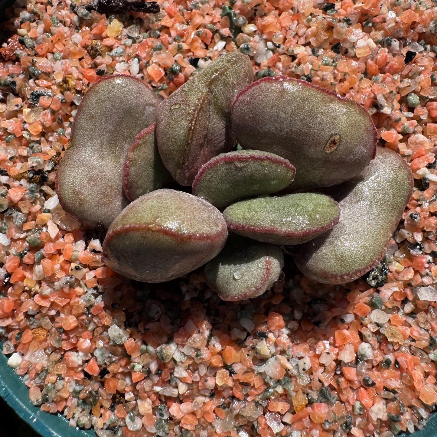 Adromischus marianiae “hallii”,new hybrid ,  smal size, 2inches, Imported Rare Succulent, Bare root, gift