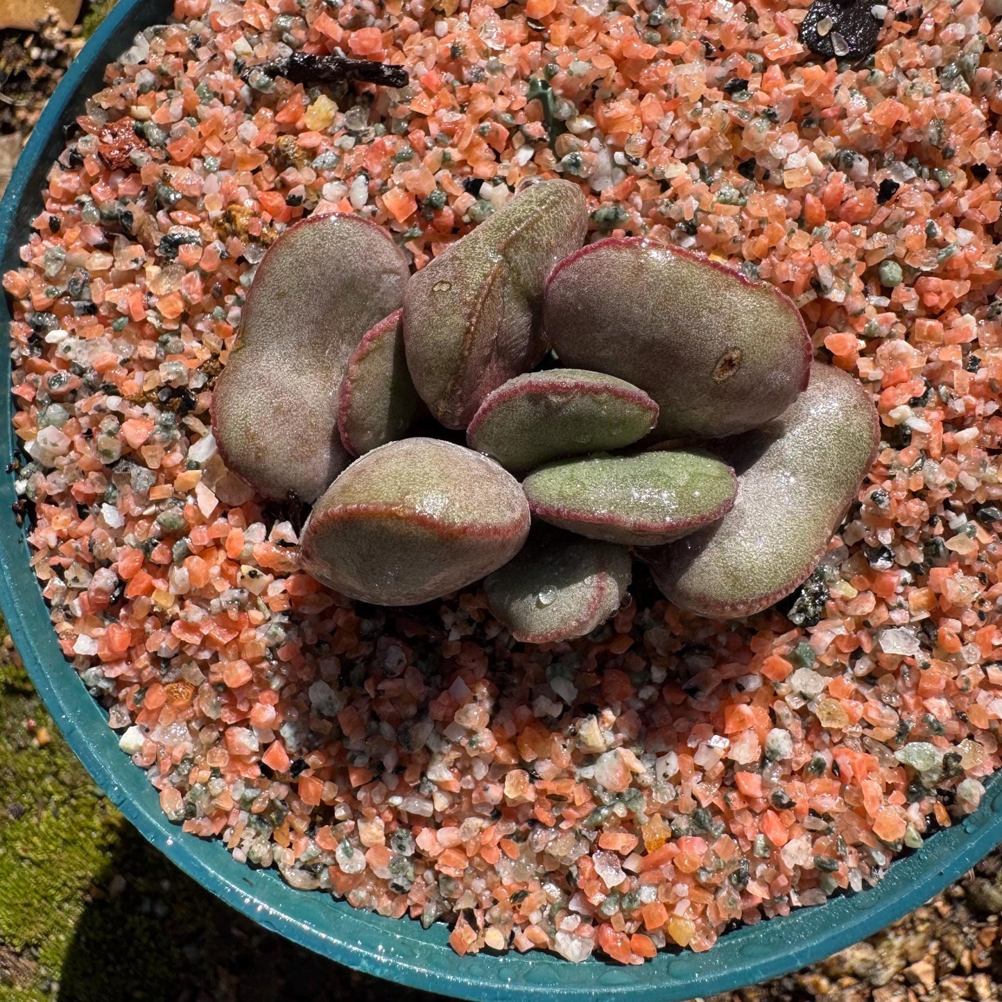 Adromischus marianiae “hallii”,new hybrid ,  smal size, 2inches, Imported Rare Succulent, Bare root, gift