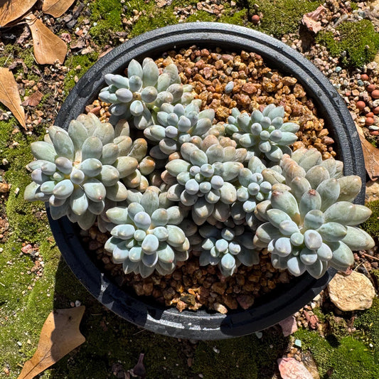 Pachyphytum' Baby Finger' big cluster, 4.5inches, Bare Root, Imported Rare Succulent, many heads.