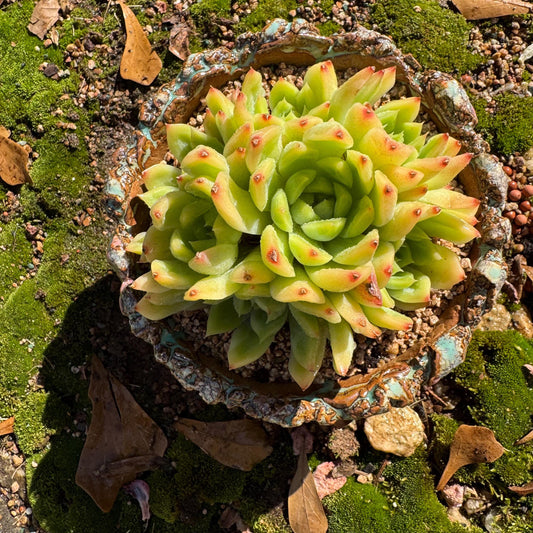 Echeveria' Malgan sp.' Cluster, 3.6inches , nice color Imported Rare Succulent, Bare Root, gift