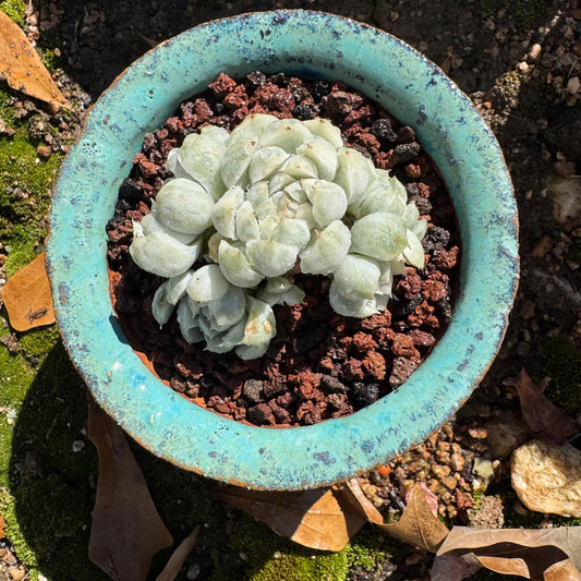 Echeveri  elegans ' queen sp. variegated' cluster,  2.4inches, nice color , Bare Root, Imported Rare Succulent