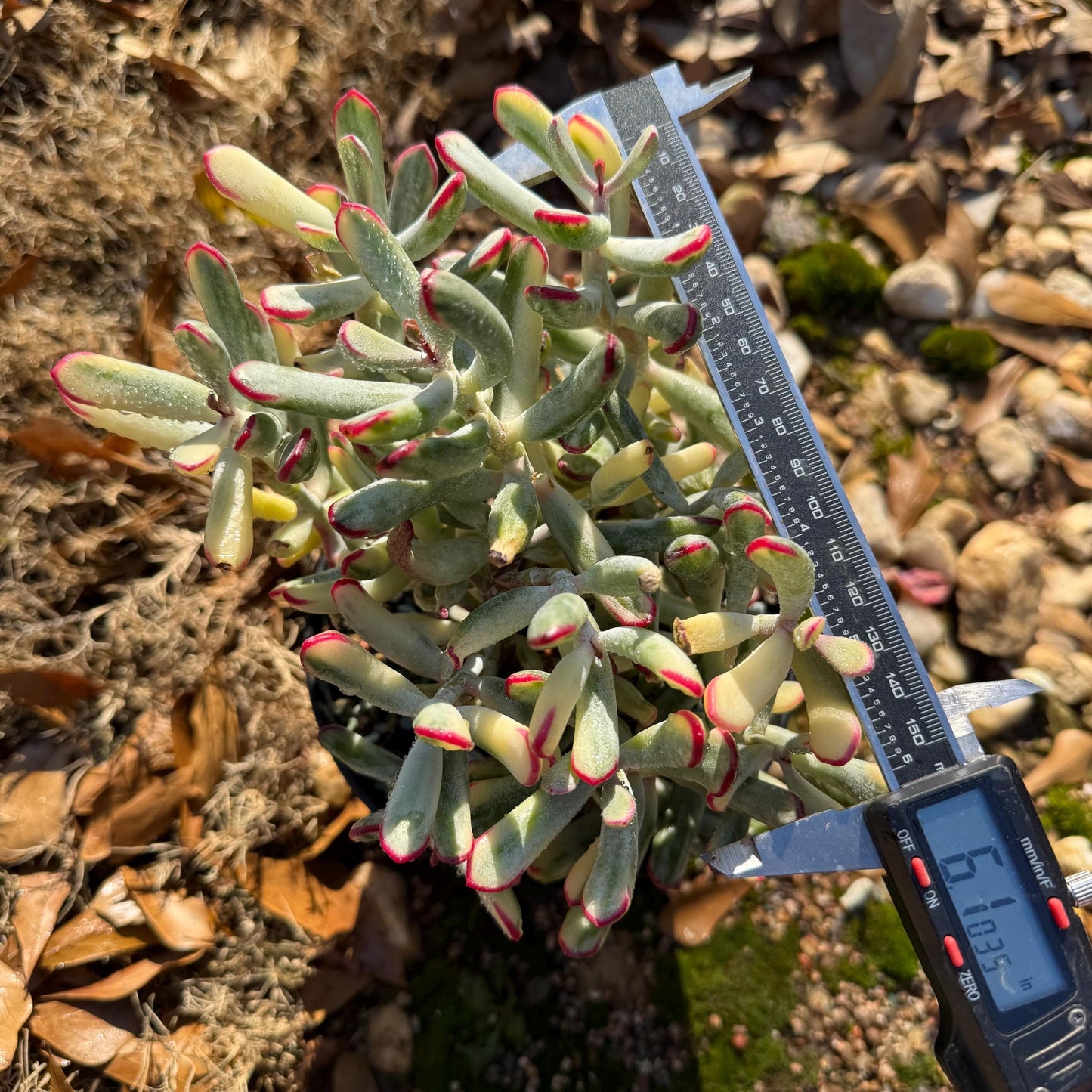 Cotyledon ‘Orbiculata cv. Long Leaf Variegated’  big cluster , 6inches, bare Root, Imported Rare Succulent, live plant