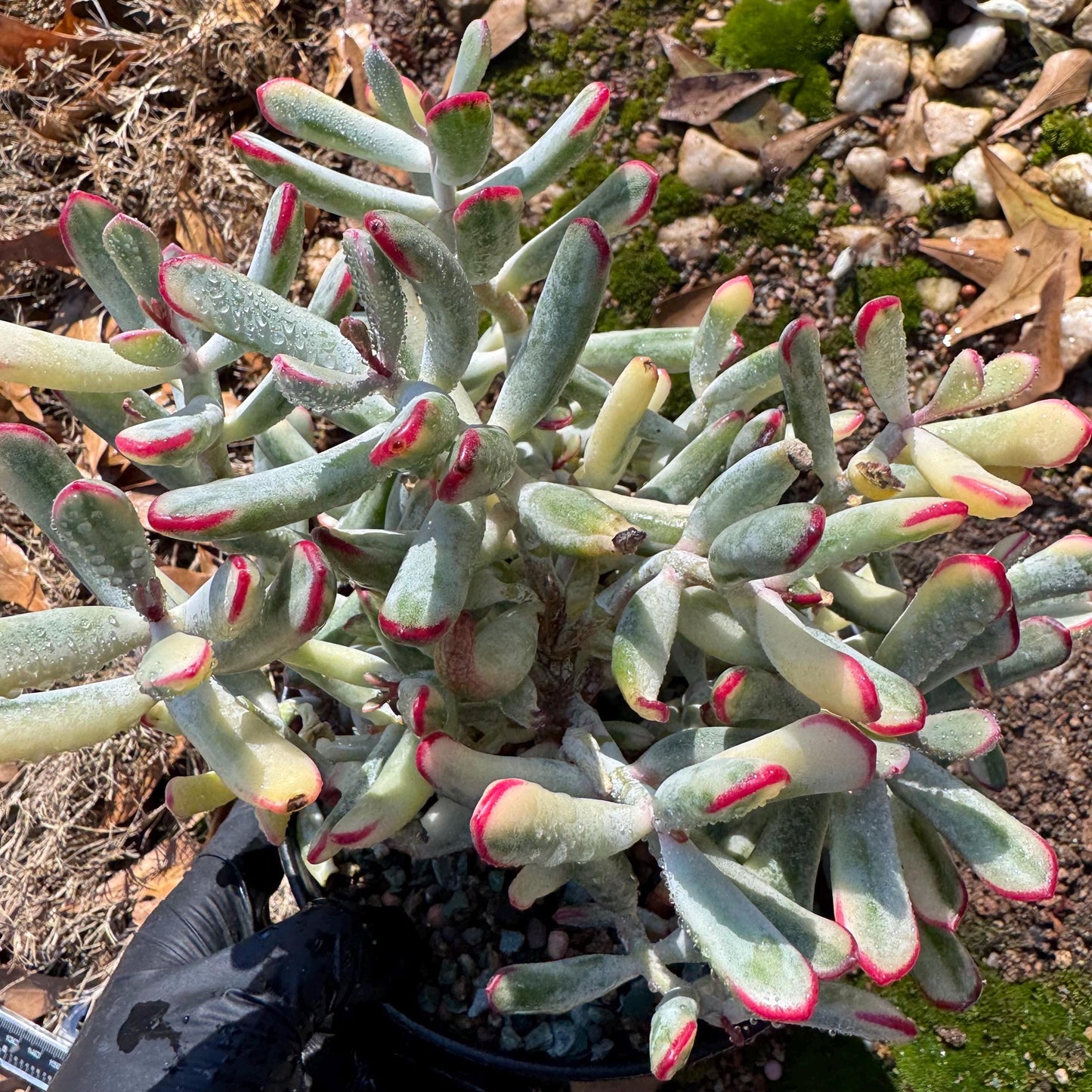 Cotyledon ‘Orbiculata cv. Long Leaf Variegated’  big cluster , 6inches, bare Root, Imported Rare Succulent, live plant