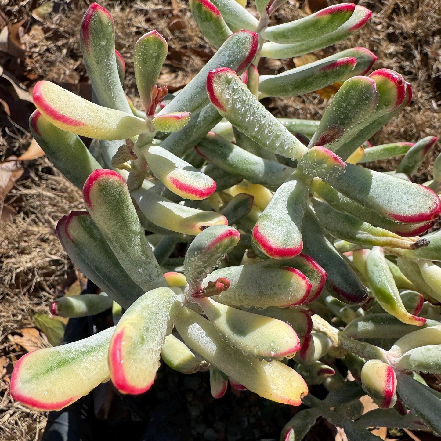 Cotyledon ‘Orbiculata cv. Long Leaf Variegated’  big cluster , 6inches, bare Root, Imported Rare Succulent, live plant