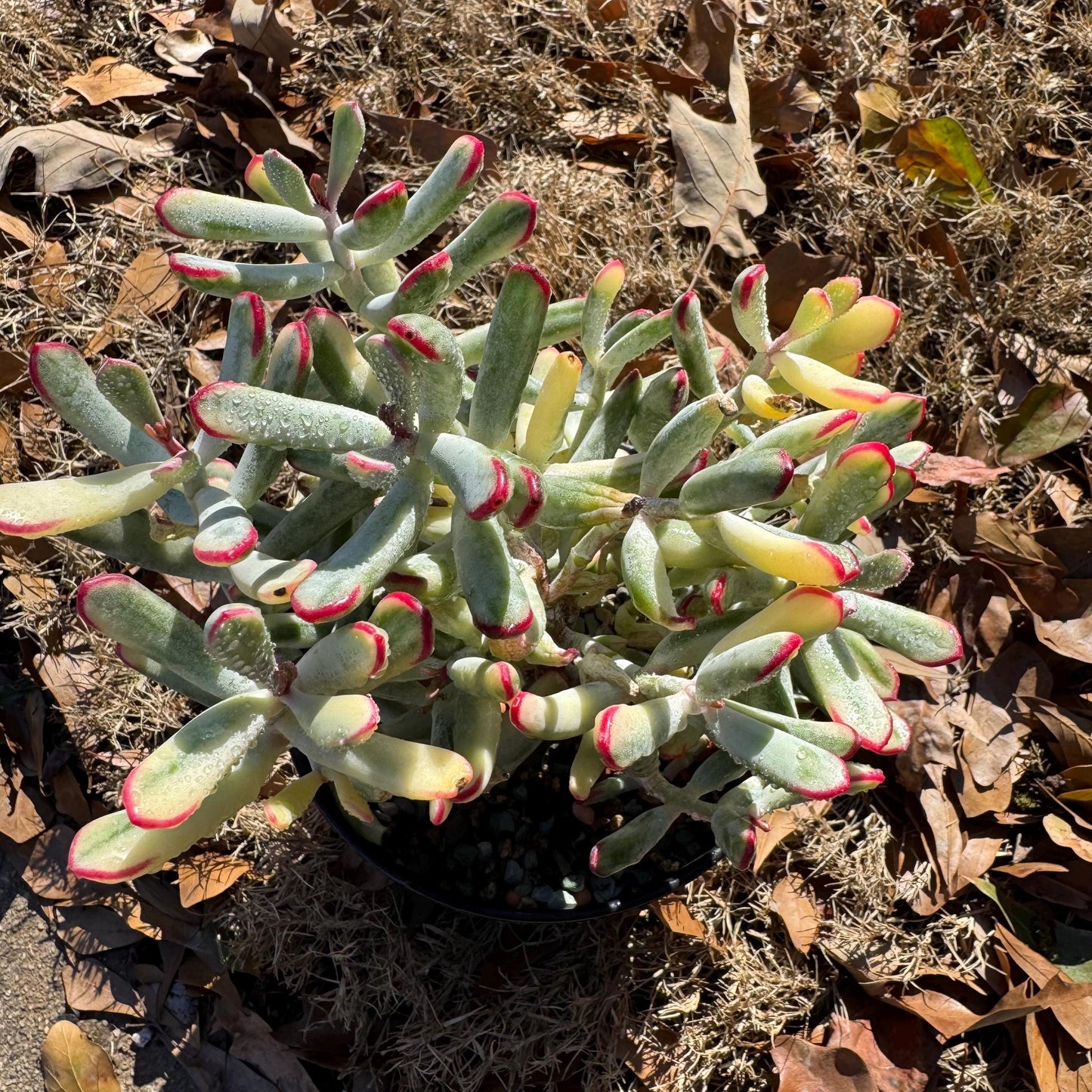 Cotyledon ‘Orbiculata cv. Long Leaf Variegated’  big cluster , 6inches, bare Root, Imported Rare Succulent, live plant