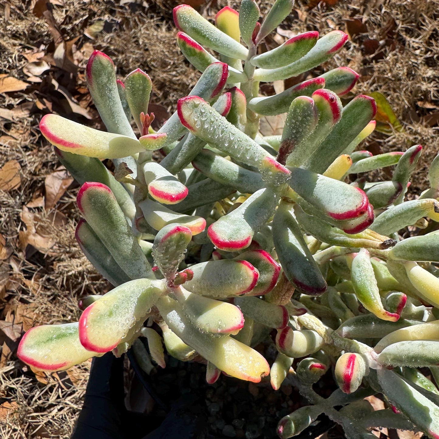 Cotyledon ‘Orbiculata cv. Long Leaf Variegated’  big cluster , 6inches, bare Root, Imported Rare Succulent, live plant