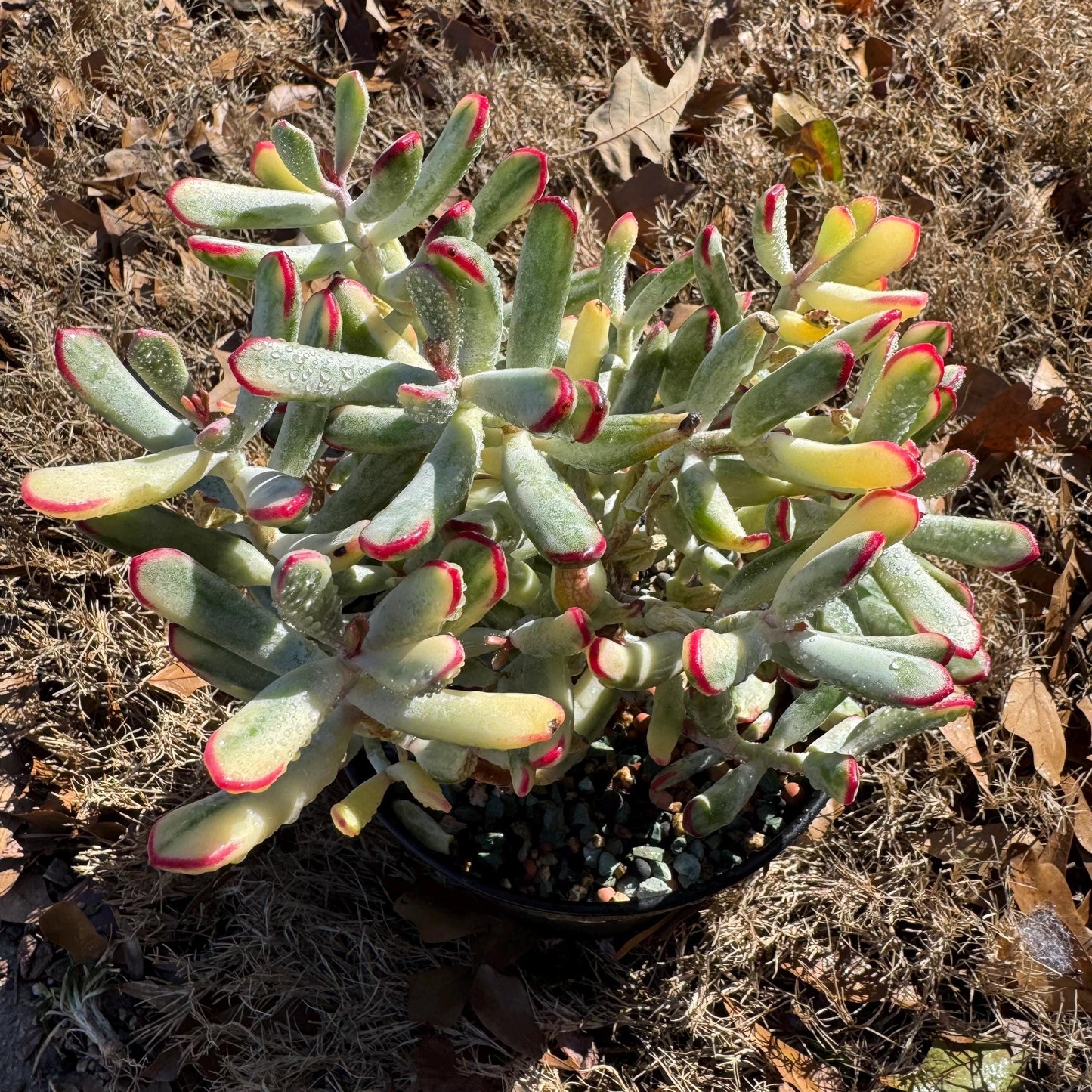 Cotyledon ‘Orbiculata cv. Long Leaf Variegated’  big cluster , 6inches, bare Root, Imported Rare Succulent, live plant