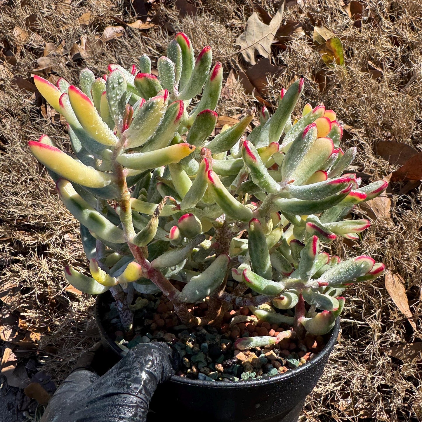 Cotyledon ‘Orbiculata cv. Long Leaf Variegated’  big cluster , 6inches, bare Root, Imported Rare Succulent, live plant