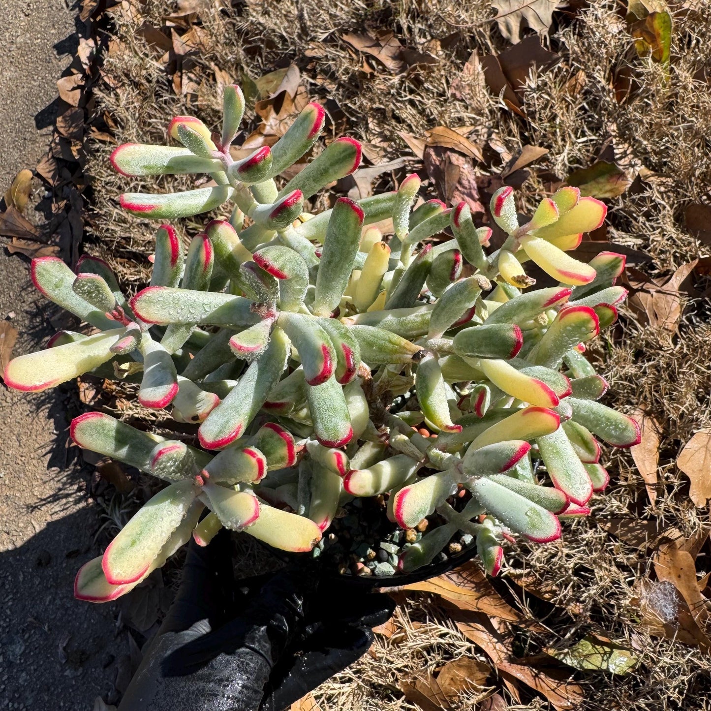 Cotyledon ‘Orbiculata cv. Long Leaf Variegated’  big cluster , 6inches, bare Root, Imported Rare Succulent, live plant