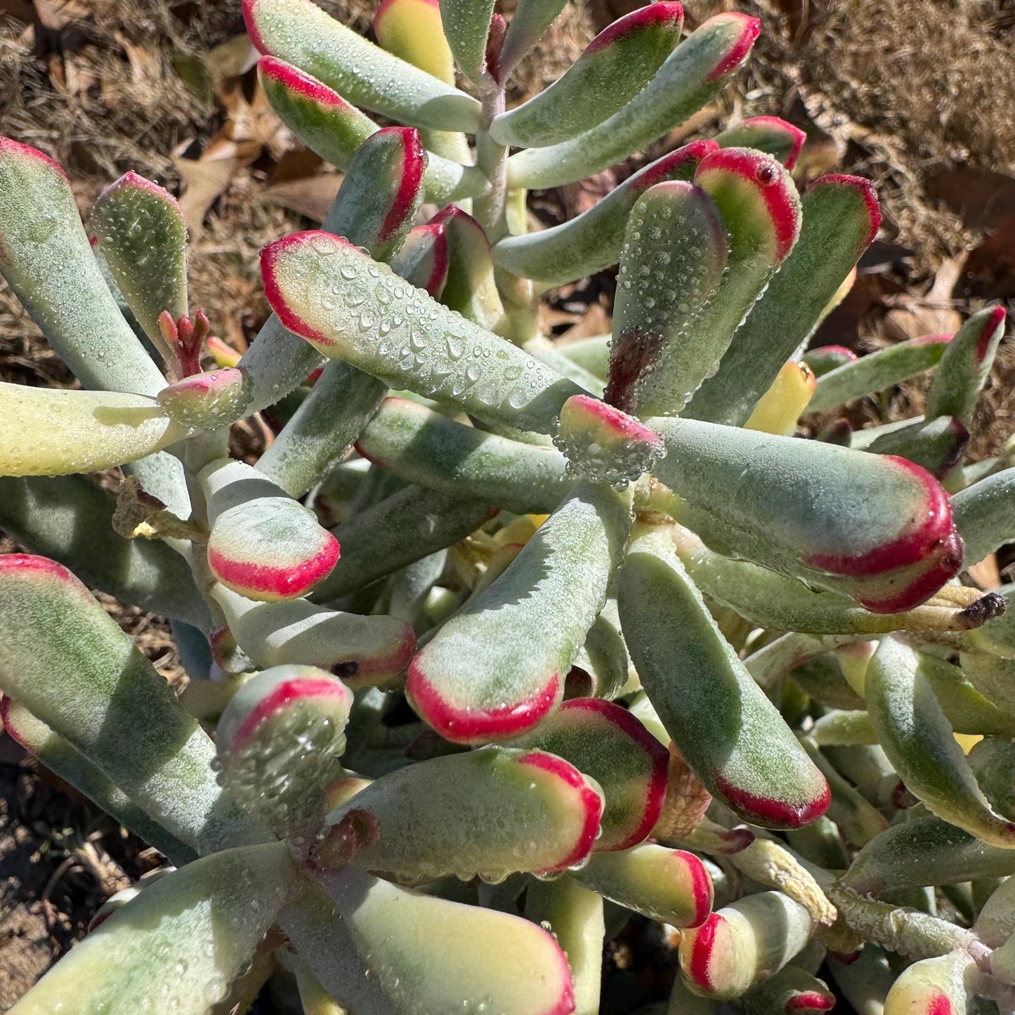 Cotyledon ‘Orbiculata cv. Long Leaf Variegated’  big cluster , 6inches, bare Root, Imported Rare Succulent, live plant