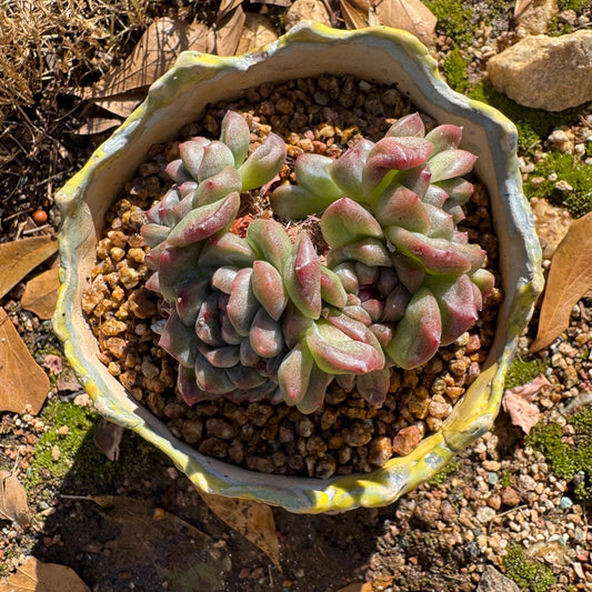 New! Echeveria  'Jade Pavilion ‘ crest  cluster, 2.8inches,nice color,  new hybrid, , Imported Rare Succulent, Bare Root, live plant