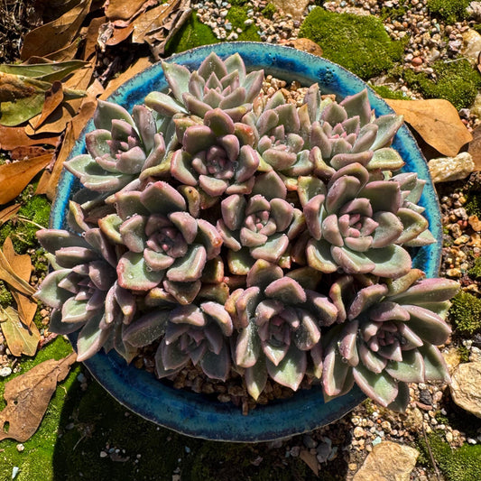 Echeveria 'Arzee' cluster,  5.1inches,Bare Root,  Imported Rare Succulent, live plant, gift