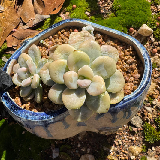 New! Graptosedum 'red miul variegated ', 2 heads with 2 babies,  nice color,  bare Root, , Imported Rare Succulent