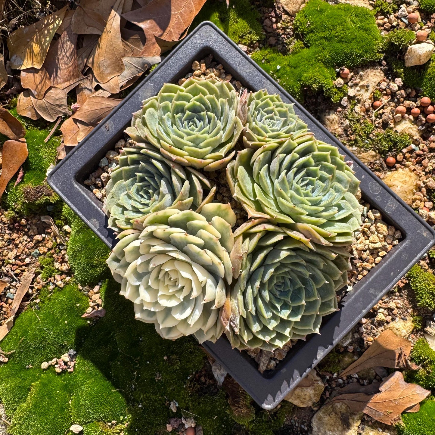 Echeveria 'Onslow cluster with a variegated head cluster', 4.2inches,  6heads, nice color, bare Root, Imported Rare Succulent, live plant