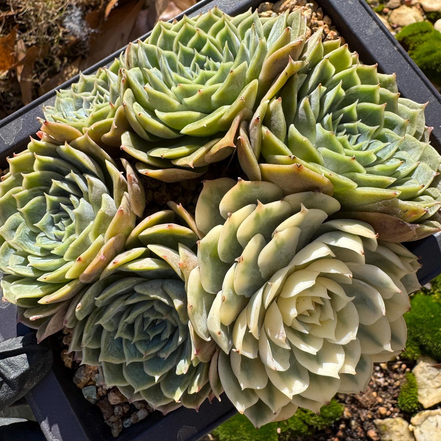 Echeveria 'Onslow cluster with a variegated head cluster', 4.2inches,  6heads, nice color, bare Root, Imported Rare Succulent, live plant