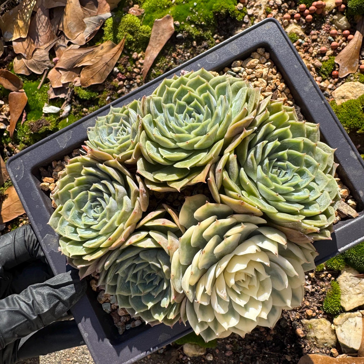 Echeveria 'Onslow cluster with a variegated head cluster', 4.2inches,  6heads, nice color, bare Root, Imported Rare Succulent, live plant