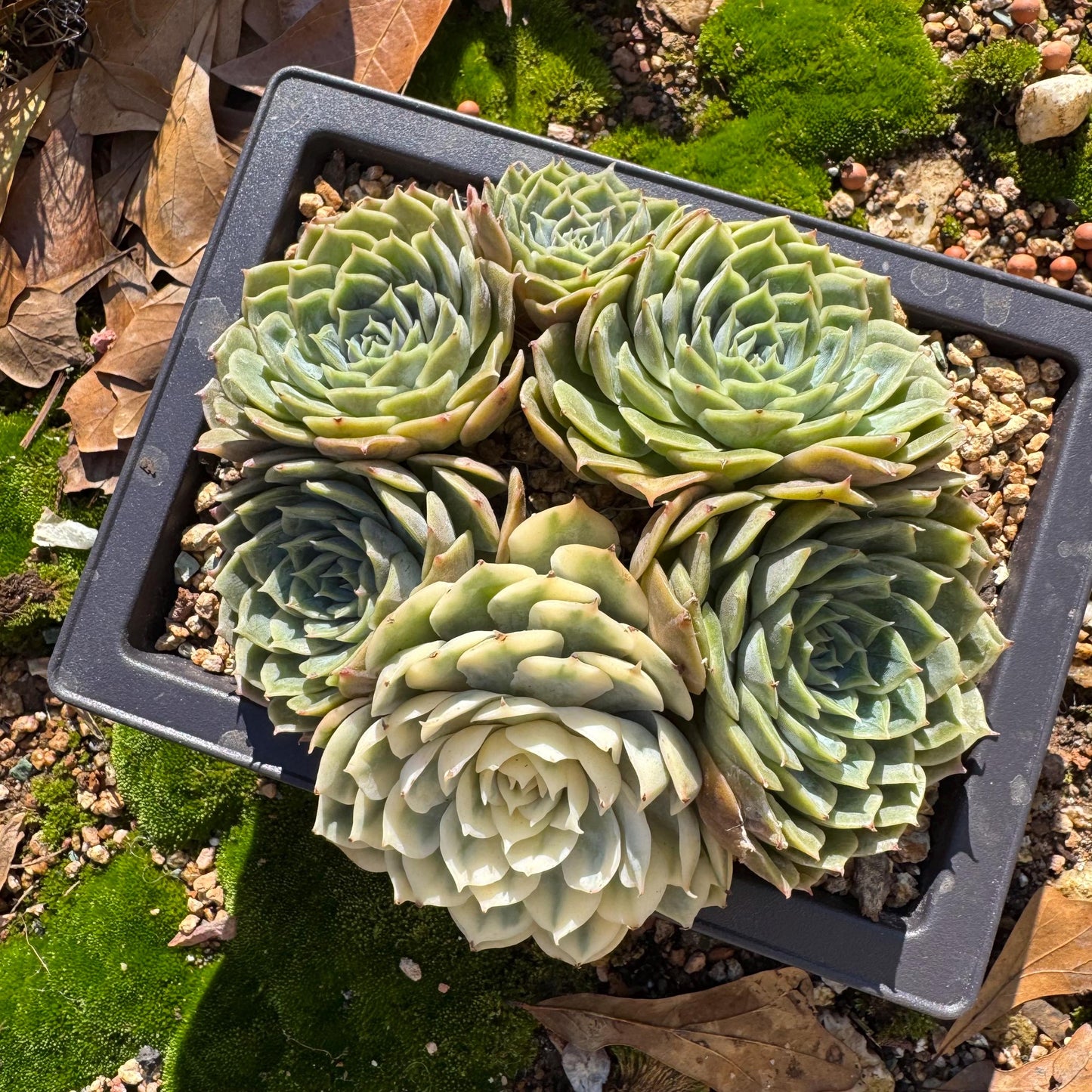 Echeveria 'Onslow cluster with a variegated head cluster', 4.2inches,  6heads, nice color, bare Root, Imported Rare Succulent, live plant