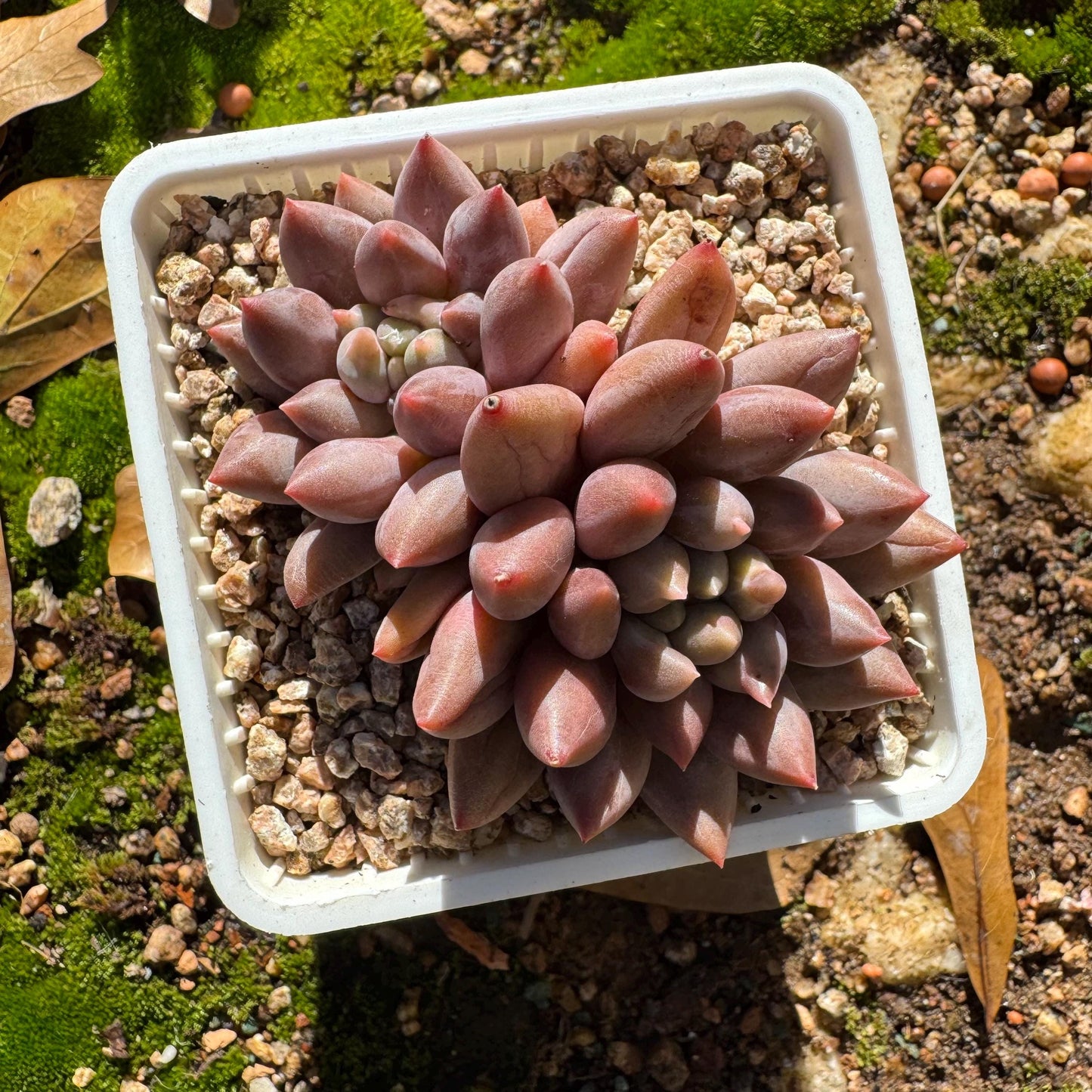 Graptopetalum' Meteor Beauty' , small  2 heads, 2.7 inches, bare Root, Imported Rare Succulent, live plant