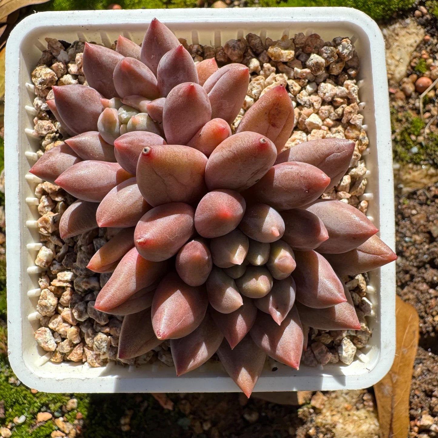 Graptopetalum' Meteor Beauty' , small  2 heads, 2.7 inches, bare Root, Imported Rare Succulent, live plant