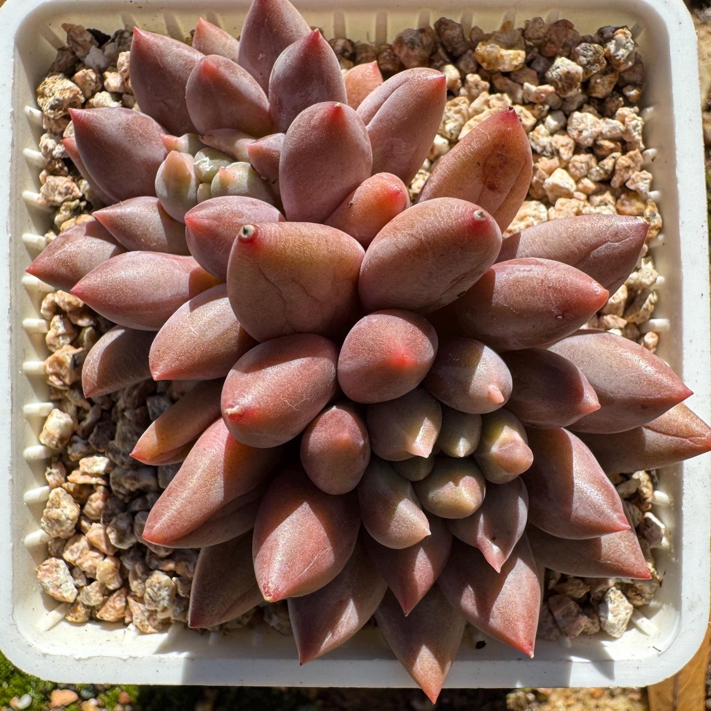 Graptopetalum' Meteor Beauty' , small  2 heads, 2.7 inches, bare Root, Imported Rare Succulent, live plant