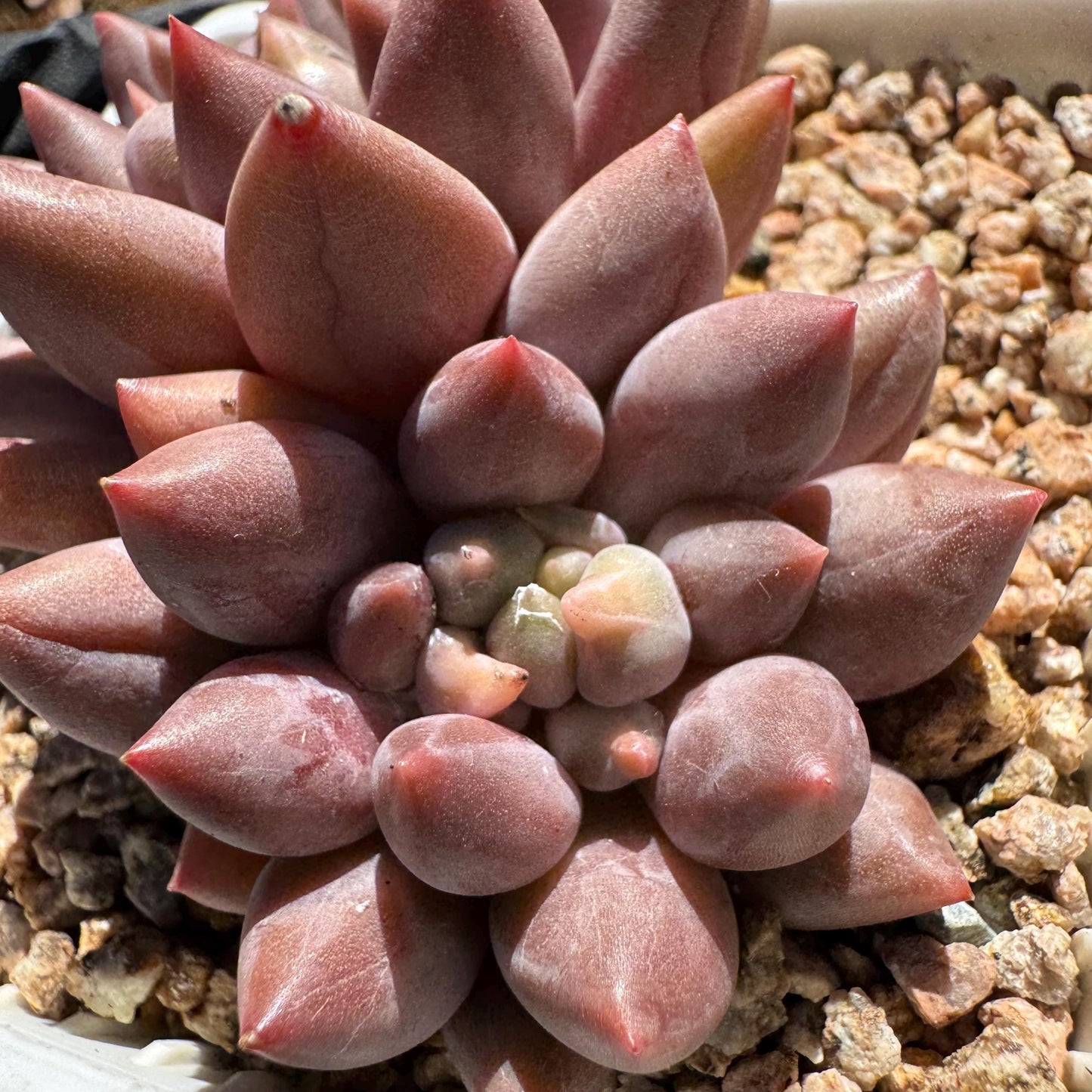 Graptopetalum' Meteor Beauty' , small  2 heads, 2.7 inches, bare Root, Imported Rare Succulent, live plant