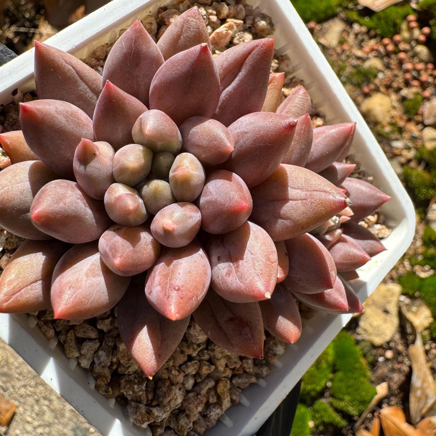 Graptopetalum' Meteor Beauty' , small  2 heads, 2.7 inches, bare Root, Imported Rare Succulent, live plant