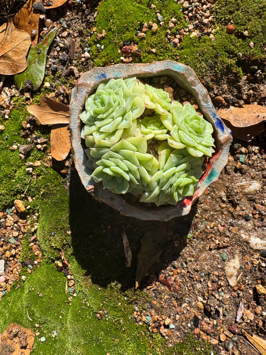 Rare succulents plants, Echeveria' malgan white swan ' small cluster ,  2.8 inches