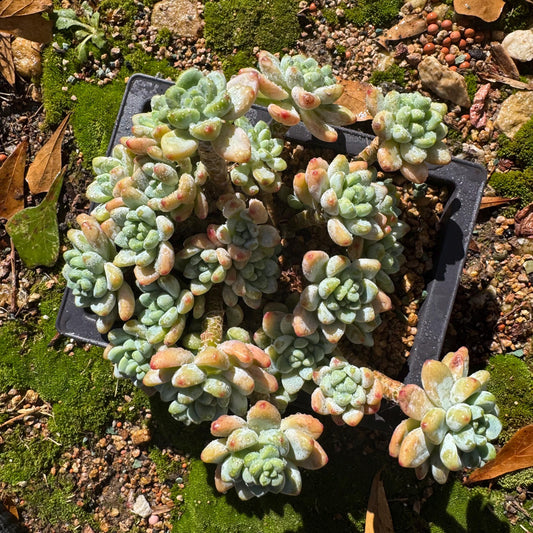 Rare succulents plants, Sedum clavatum ' cluster, 5inches