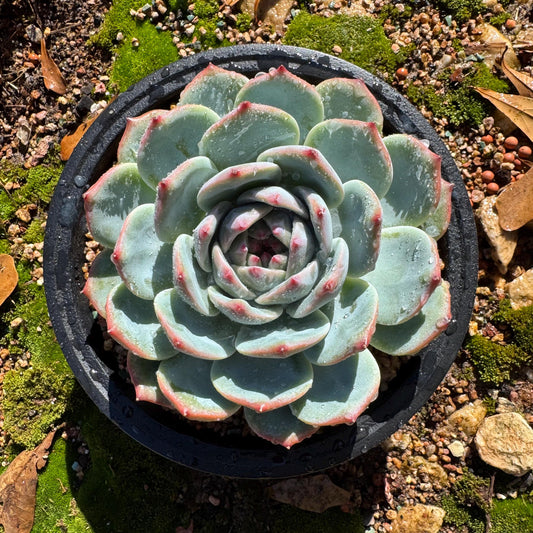 Echeveria 'chihuahuaensis sp. ',  single head,  4.2inches ,great quality,  Bare Root, Imported Rare Succulent, gift