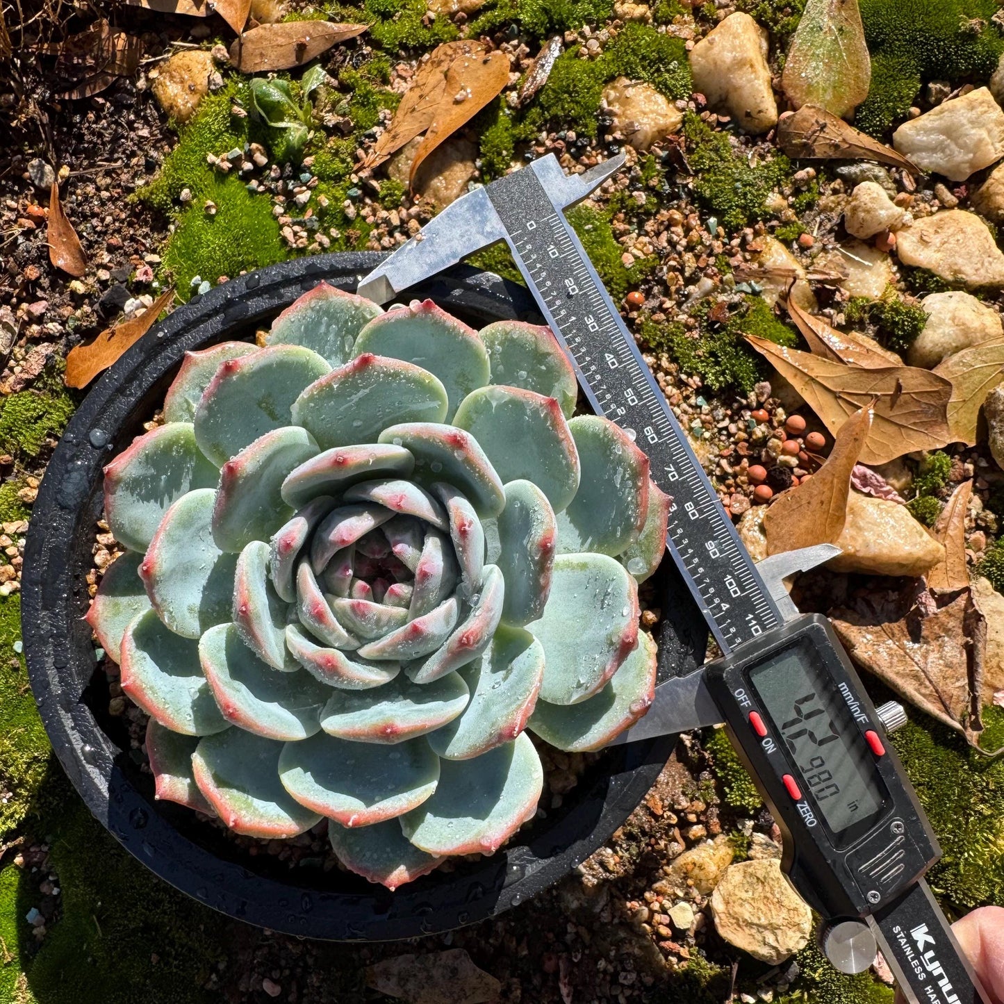Echeveria 'chihuahuaensis sp. ',  single head,  4.2inches ,great quality,  Bare Root, Imported Rare Succulent, gift