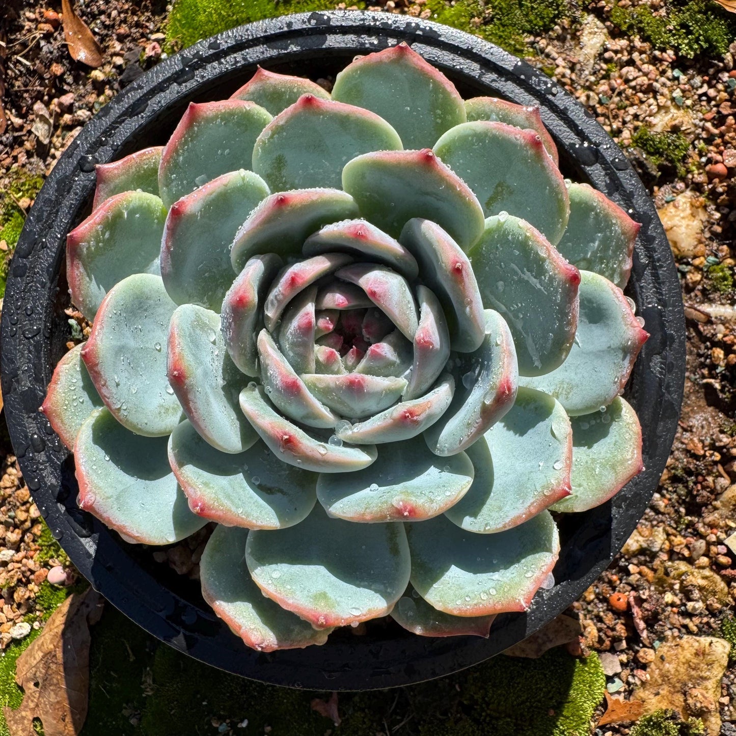 Echeveria 'chihuahuaensis sp. ',  single head,  4.2inches ,great quality,  Bare Root, Imported Rare Succulent, gift