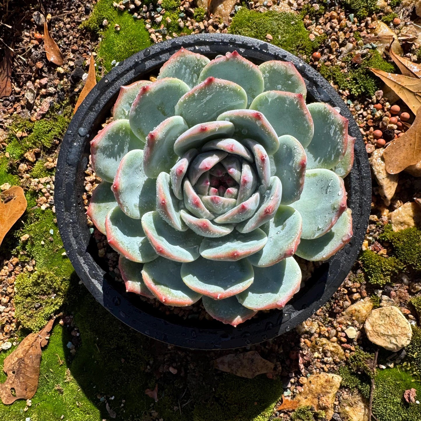 Echeveria 'chihuahuaensis sp. ',  single head,  4.2inches ,great quality,  Bare Root, Imported Rare Succulent, gift
