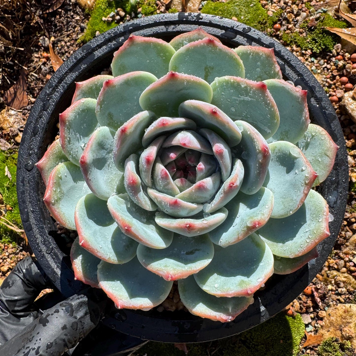Echeveria 'chihuahuaensis sp. ',  single head,  4.2inches ,great quality,  Bare Root, Imported Rare Succulent, gift