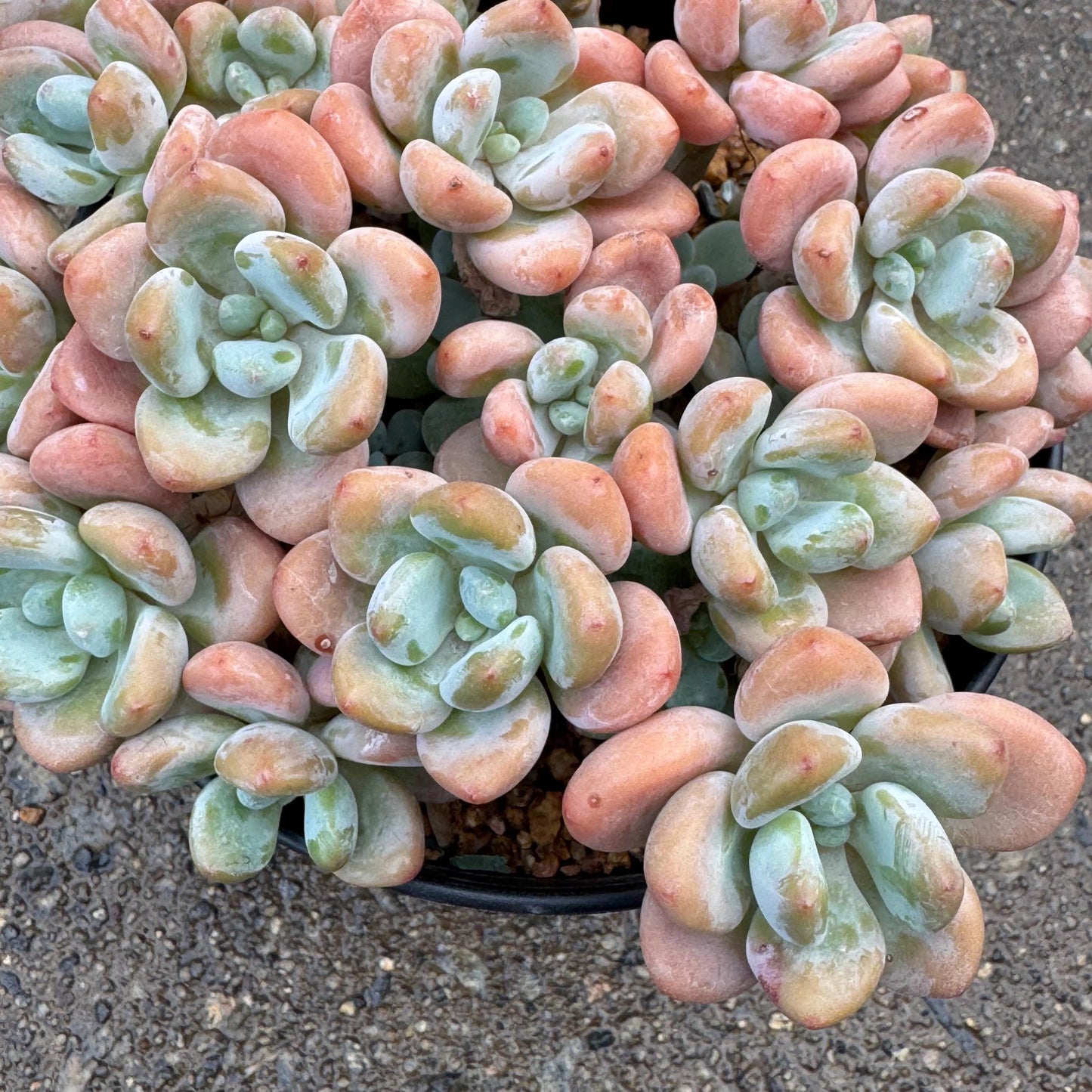 Graptosedum 'Red miul ', big  cluster, 6 inches,  bare Root, nice color, Imported Rare Succulent