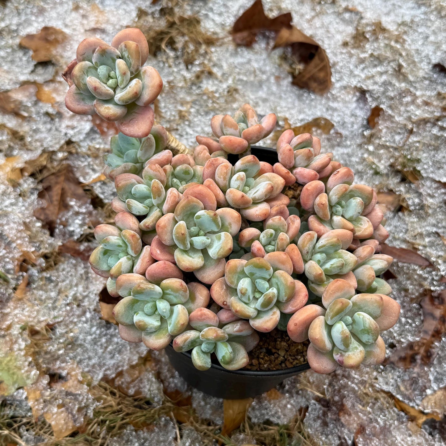 Graptosedum 'Red miul ', big  cluster, 6 inches,  bare Root, nice color, Imported Rare Succulent