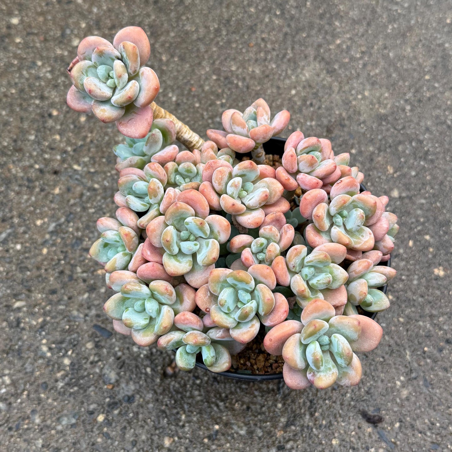 Graptosedum 'Red miul ', big  cluster, 6 inches,  bare Root, nice color, Imported Rare Succulent