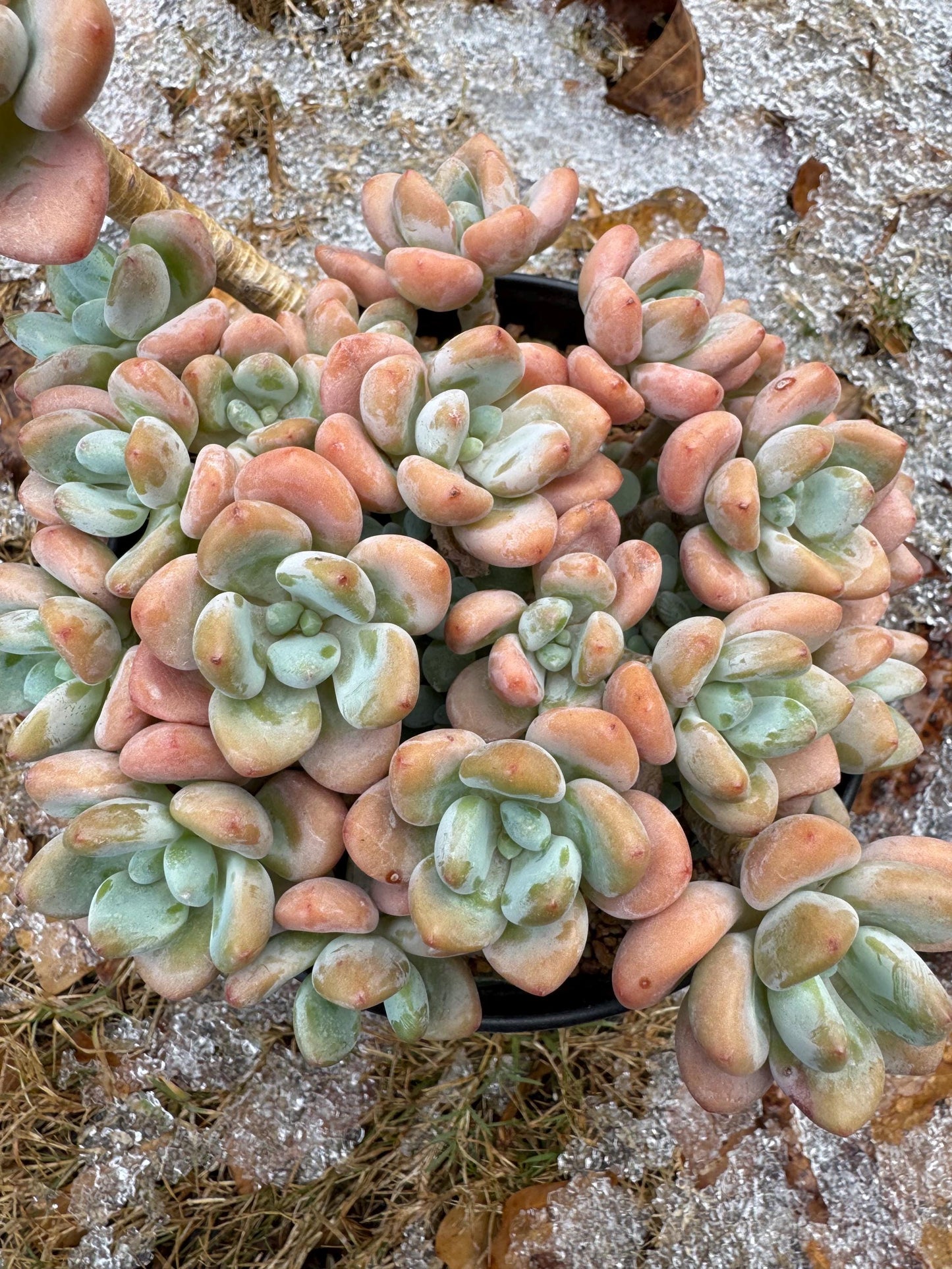 Graptosedum 'Red miul ', big  cluster, 6 inches,  bare Root, nice color, Imported Rare Succulent