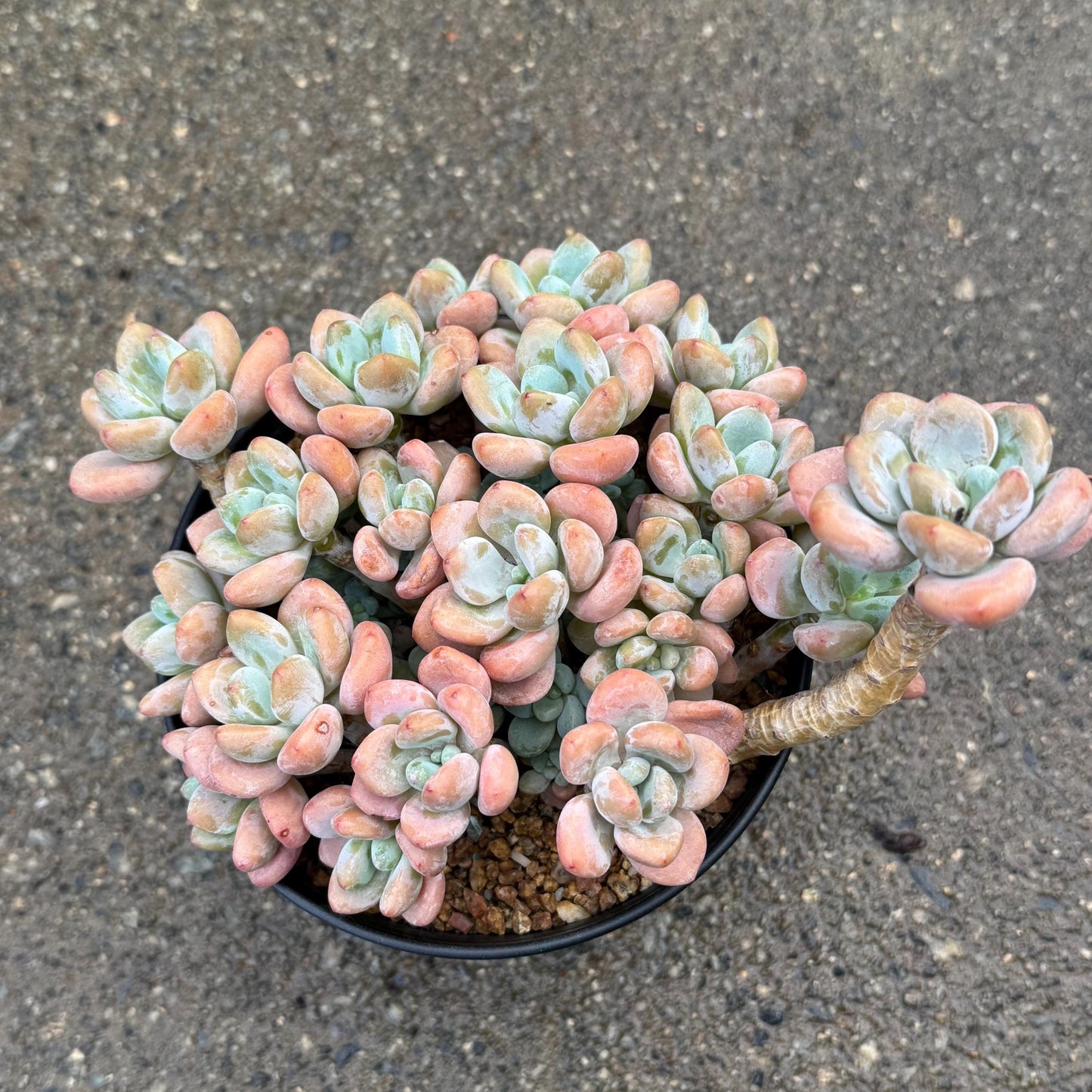 Graptosedum 'Red miul ', big  cluster, 6 inches,  bare Root, nice color, Imported Rare Succulent