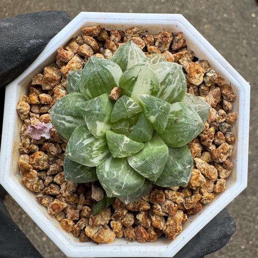 Haworthia ‘cuspidata’ variegata, tiny single  head, 1.5inches, bare Root, Imported Rare Succulent