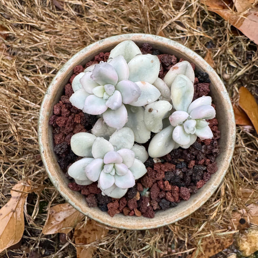 Graptopetalum 'Ellen variegated' , small seperated  cluster, 1.9inches, imported Succulent, High quality, nice color, live plant