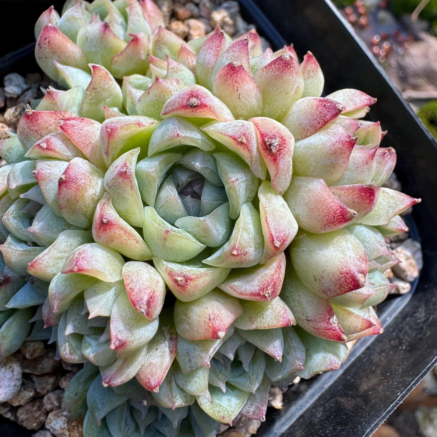 Echeveri' queen sp.' cluster, 2.5 inches, nice color , Bare Root, Imported Rare Succulent