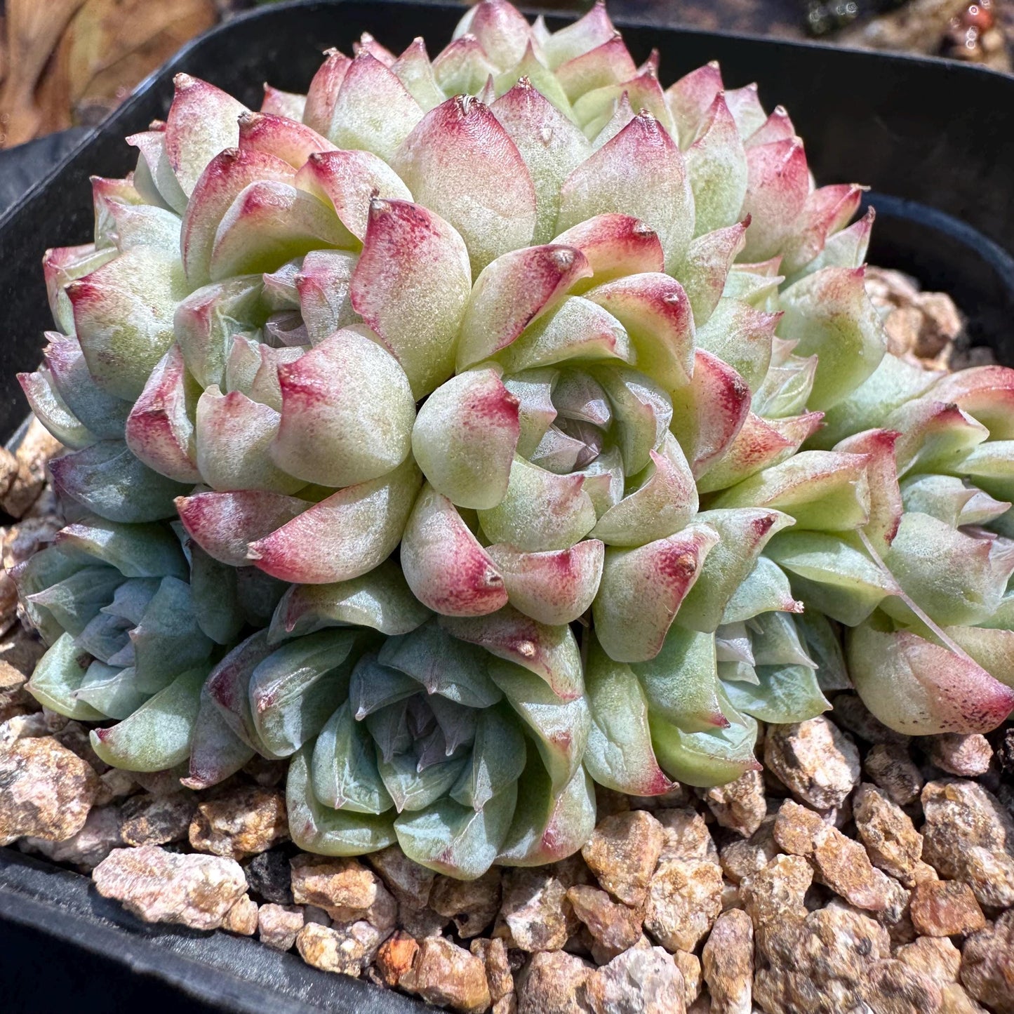 Echeveri' queen sp.' cluster, 2.5 inches, nice color , Bare Root, Imported Rare Succulent