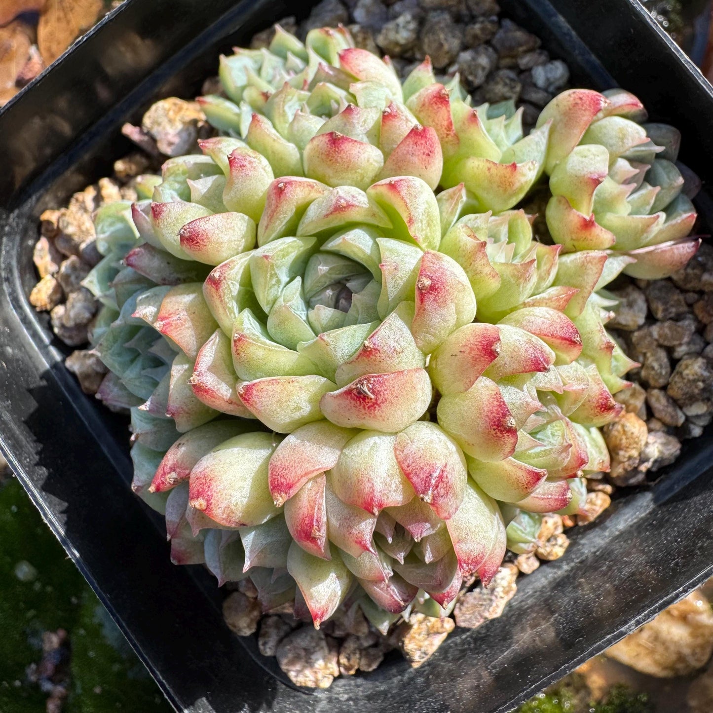 Echeveri' queen sp.' cluster, 2.5 inches, nice color , Bare Root, Imported Rare Succulent