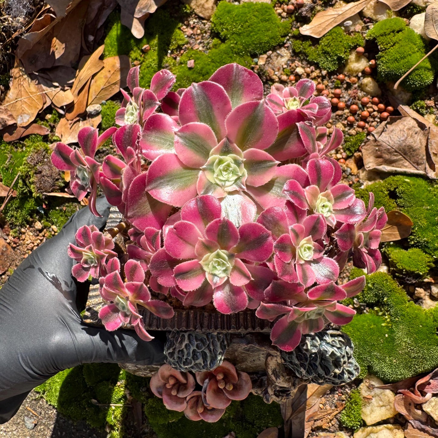 Aeonium' Pink Witch'  cluster,  4.5inches, Bare Root, Imported Rare Succulent, beautiful color, gift