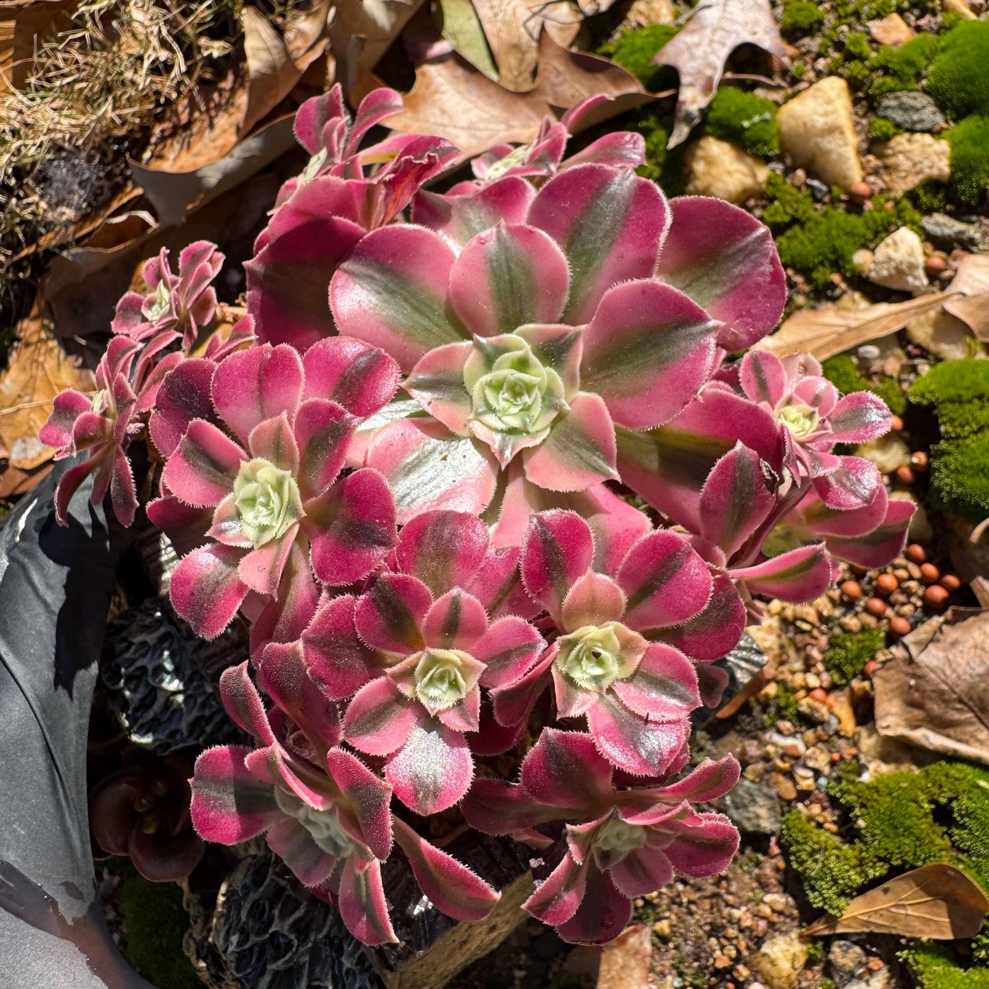 Aeonium' Pink Witch'  cluster,  4.5inches, Bare Root, Imported Rare Succulent, beautiful color, gift