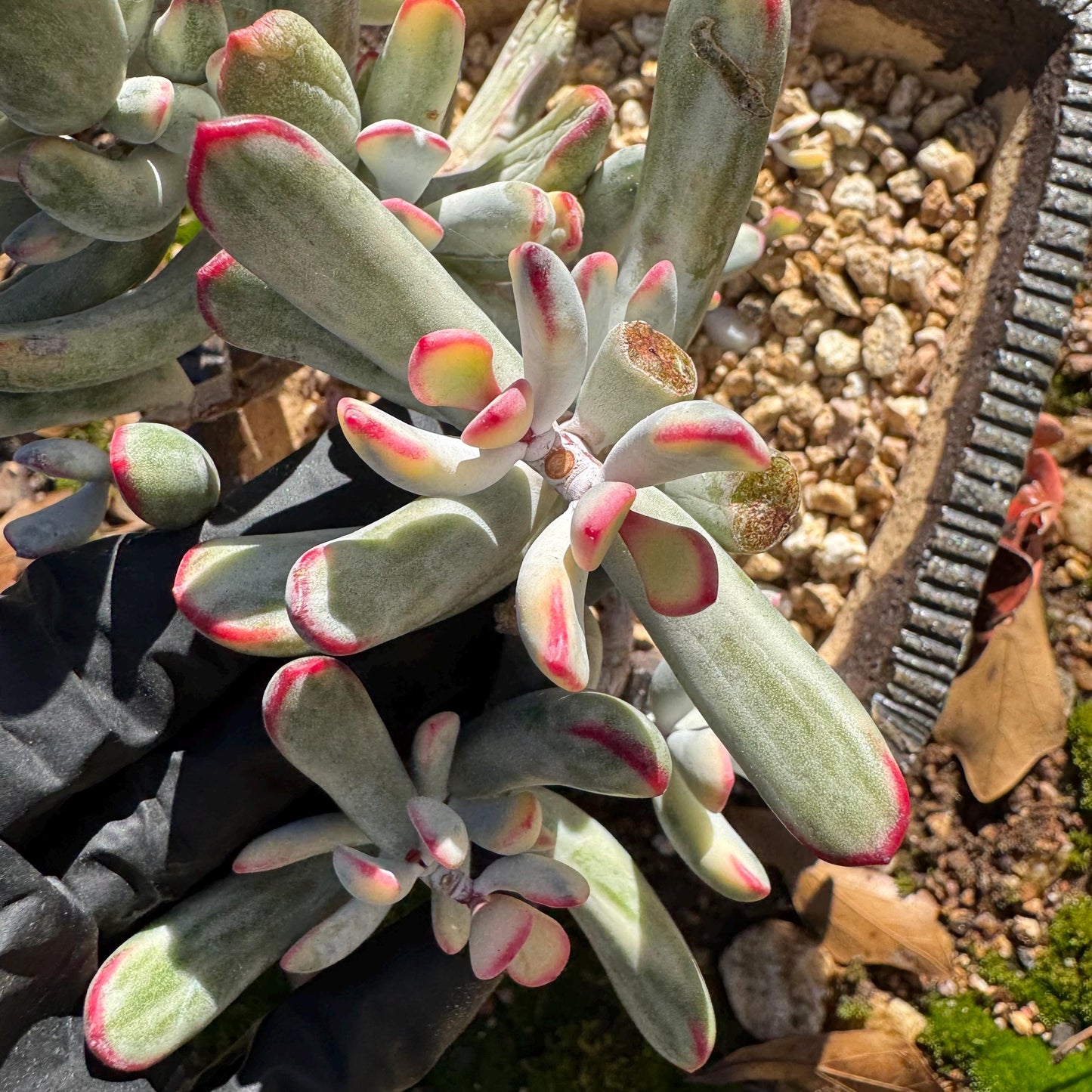 Cotyledon Orbiculata cv. Long Leaf Variegated , 5inches, bare Root, Imported Rare Succulent, live plant